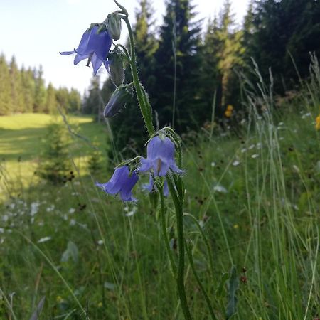 Soba Pri Bregarju Διαμέρισμα Bohinj Εξωτερικό φωτογραφία
